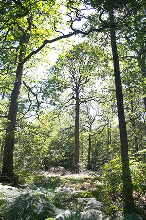 foret