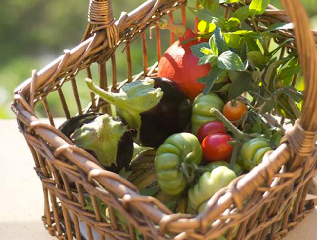 Récoltes de fin d'été au potager : mes légumes
